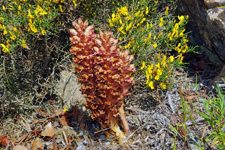 Orobanche rigens su Genista cadasonensis